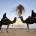 Camellos y desierto con 1001 Tours Morocco