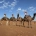 camellos desierto 1001 Tours Morocco