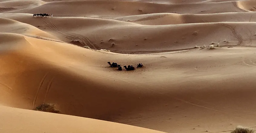 Imagen desierto y camellos para 1001 Tours Morocco