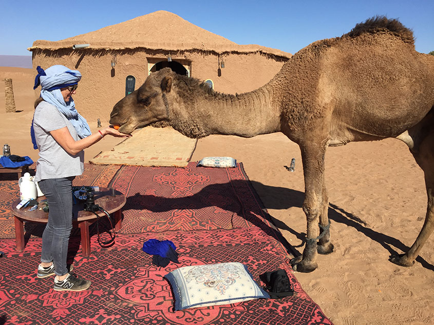 1001 Tours Morocco foto dromedario