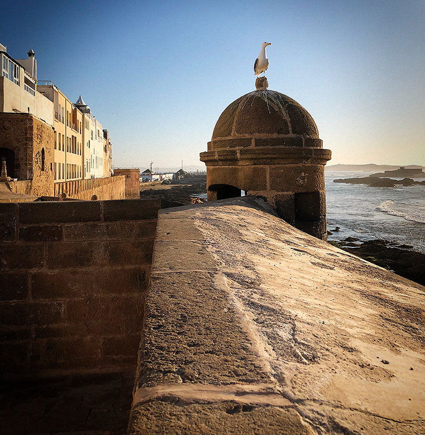 Essaouira foto muralla con gaviota