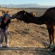 Viajera de 1001 Tours Morocco con un camello.